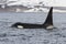 Killer whale floating near the Commander Islands