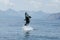 Killer whale high jump