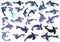 Killer whale icons set, cartoon style