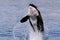 Killer whale jumping out of water