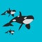 Killer whale with killer whale small on blue background