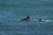 Killer whale mother and baby,