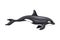 Killer Whale or Orca as Aquatic Placental Marine Mammal with Flippers and Large Tail Fin Closeup Vector Illustration