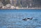 Killer Whale [Orca] and baby in Kenai Fjords National Park in Seward Alaska USA
