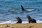 Killer Whale, Orca, hunting a sea lion