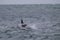 Killer Whale, Orca, hunting a sea lion pup,