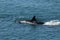 Killer Whale, Orca, hunting a sea lion pup,