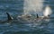 Killer Whale, Orca, hunting a sea lion pup,