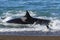 Killer Whale, Orca, hunting a sea lions , Peninsula Valdes,