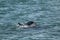 Killer Whale, Orca, hunting a sea lions , Peninsula Valdes,