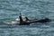 Killer Whale, Orca, hunting a sea lions , Peninsula Valdes