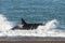 Killer Whale, Orca, hunting a sea lions , Peninsula Valdes,