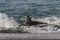 Killer Whale, Orca, hunting a sea lions , Peninsula Valdes,