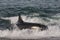 Killer Whale, Orca, hunting a sea lions , Peninsula Valdes,