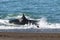 Killer Whale, Orca, hunting a sea lions , Peninsula Valdes,