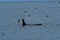 Killer Whale, Orca, hunting a sea lions , Peninsula Valdes,