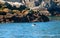 Killer Whale Orca tail in Kenai Fjords National Park in Seward Alaska USA