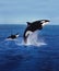 KILLER WHALE orcinus orca