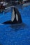 Killer Whale - Orcinus orca