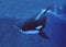 KILLER WHALE orcinus orca, ADULT