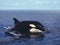 Killer Whale, orcinus orca, Adult Breaching, Channel near Orca`s Island