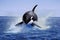 Killer Whale, orcinus orca, Adult Leaping, Canada