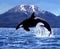 Killer Whale, orcinus orca, Adult Leaping, Canada