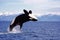 Killer Whale, orcinus orca, Adult Leaping, Canada