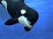 Killer Whale, orcinus orca, Adult with open Mouth