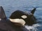 Killer Whale, orcinus orca, Adult standing at Surface, Channel near Orca`s Island