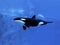 Killer Whale, orcinus orca, Adult, Underwater view