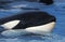 KILLER WHALE orcinus orca, CLOSE-UP OF HEAD AT SURFACE