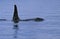 Killer Whale, orcinus orca, Dorsal Fin of Adult, Canada