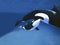 Killer Whale, orcinus orca, Female with Calf