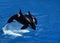 Killer Whale, orcinus orca, Female with Calf Breaching