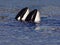 KILLER WHALE orcinus orca, HEAD OF ADULT EMERGING FROM SEA, CANADA