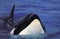 Killer Whale, orcinus orca, Head of Adult emerging from Water