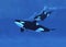 Killer Whale, orcinus orca, Mother with Calf