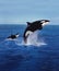 KILLER WHALE orcinus orca, MOTHER AND CALF LEAPING