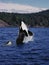 Killer Whale, orcinus orca, Mother and Calf Leaping, Canada