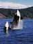 Killer Whale, orcinus orca, Mother and Calf Leaping, Canada