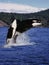 Killer Whale, orcinus orca, Mother and Calf Leaping, Canada
