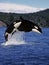 Killer Whale, orcinus orca, Mother and Calf Leaping, Canada