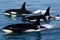 Killer Whale, orcinus orca. Neural network AI generated