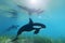 Killer Whale, orcinus orca. Neural network AI generated