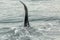 Killer Whale - Orcinus Orca in Pacific Ocean. Water area near Kamchatka Peninsula.
