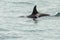 Killer Whale - Orcinus Orca in Pacific Ocean. Water area near Kamchatka Peninsula.