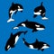 Killer whale set vector