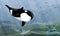 The killer whale swim in the dark cold waters of the ocean and hunts for a school of fish. Orcinus orca. Animals of the Arctic and