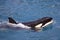 Killer whale swimming